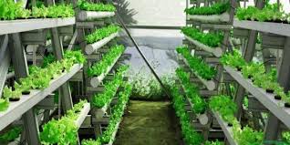 Foto Agro Jaya Hidroponik